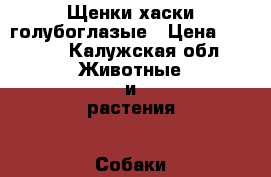 Щенки хаски голубоглазые › Цена ­ 8 000 - Калужская обл. Животные и растения » Собаки   . Калужская обл.